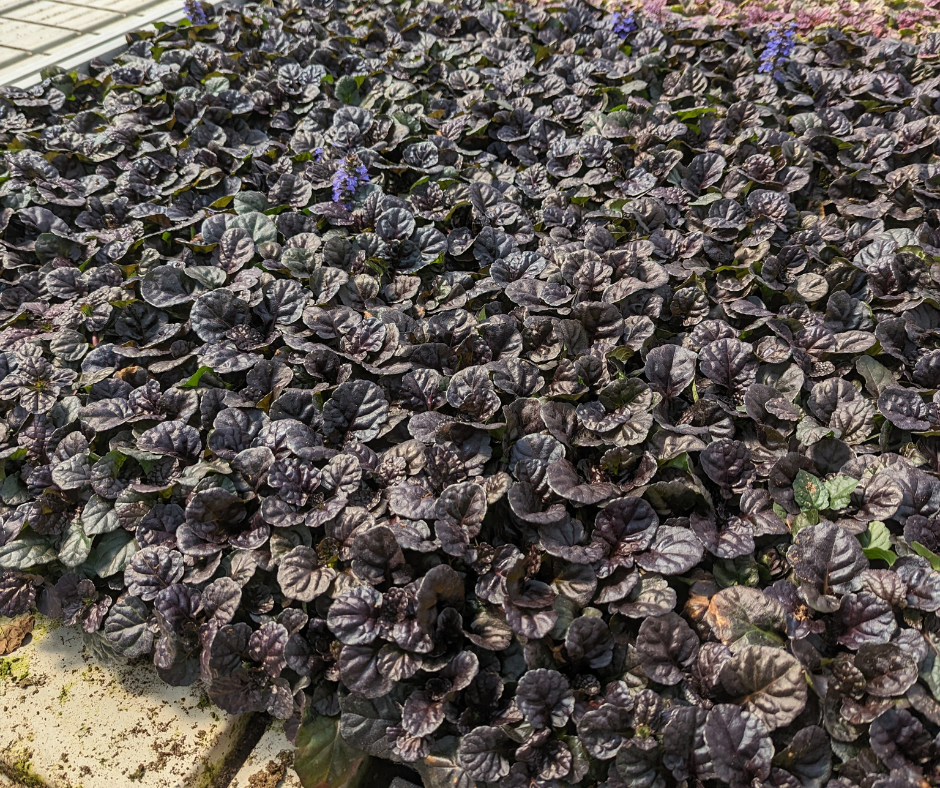 Ajuga: Plants for Europe